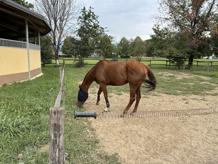 Purosangue inglese Giumenta 4 Anni 148 cm Sauro in Longuelo