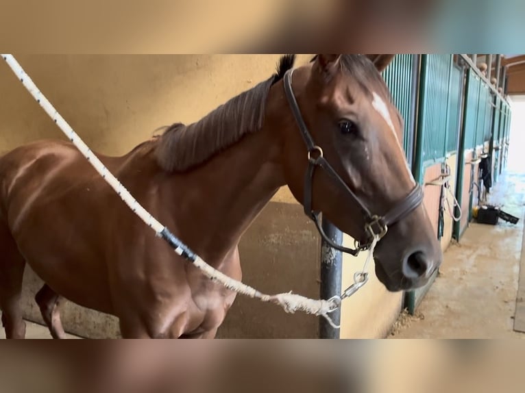 Purosangue inglese Giumenta 4 Anni 148 cm Sauro in Longuelo