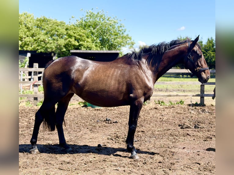 Purosangue inglese Giumenta 4 Anni 152 cm Baio ciliegia in Bridgwater, Somerset