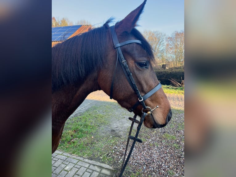 Purosangue inglese Giumenta 4 Anni 155 cm Baio scuro in Bremen