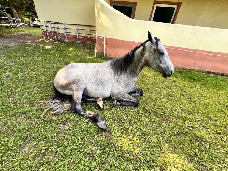 Purosangue inglese Mix Giumenta 4 Anni 156 cm Falbo baio in Bad Wurzach