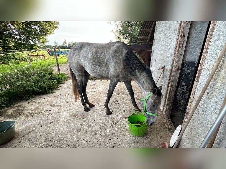 Purosangue inglese Mix Giumenta 4 Anni 156 cm Falbo baio in Bad Wurzach