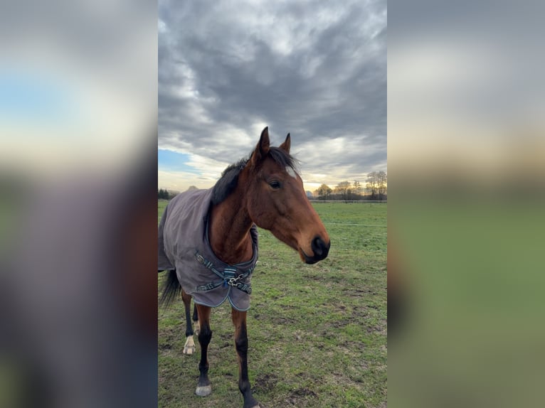 Purosangue inglese Giumenta 4 Anni 158 cm Baio in Bremen
