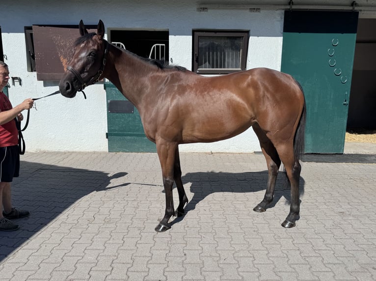 Purosangue inglese Giumenta 4 Anni 158 cm Baio in Iffezheim