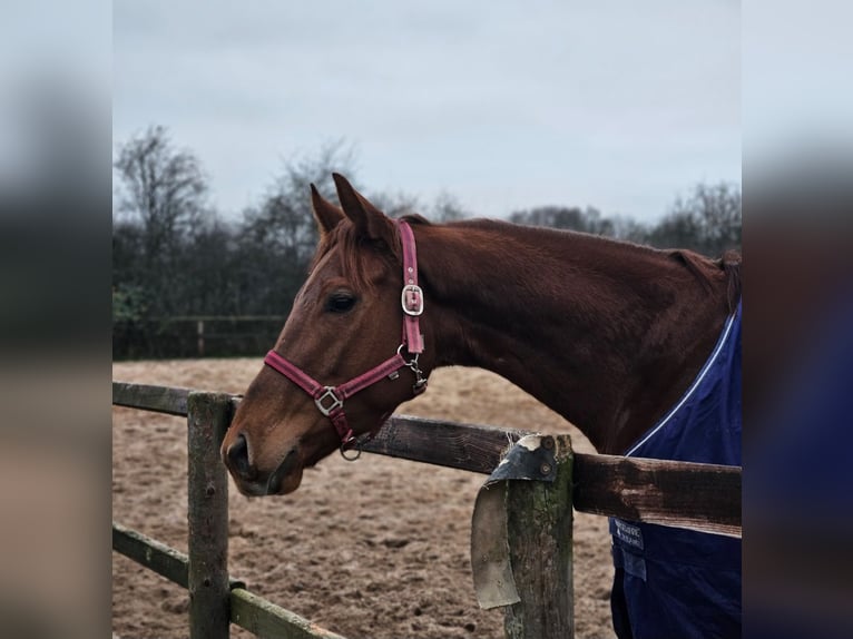 Purosangue inglese Giumenta 4 Anni 158 cm Sauro in Bremen