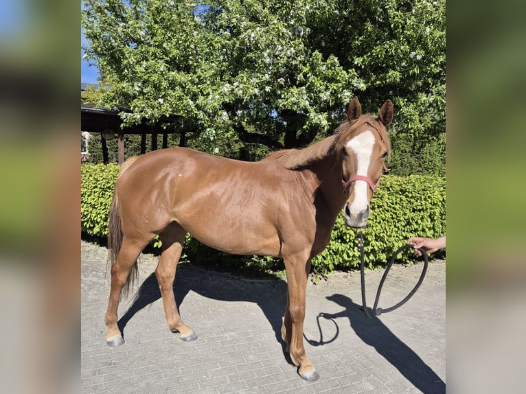 Purosangue inglese Giumenta 4 Anni 158 cm Sauro in Dettighofen-Berwangen