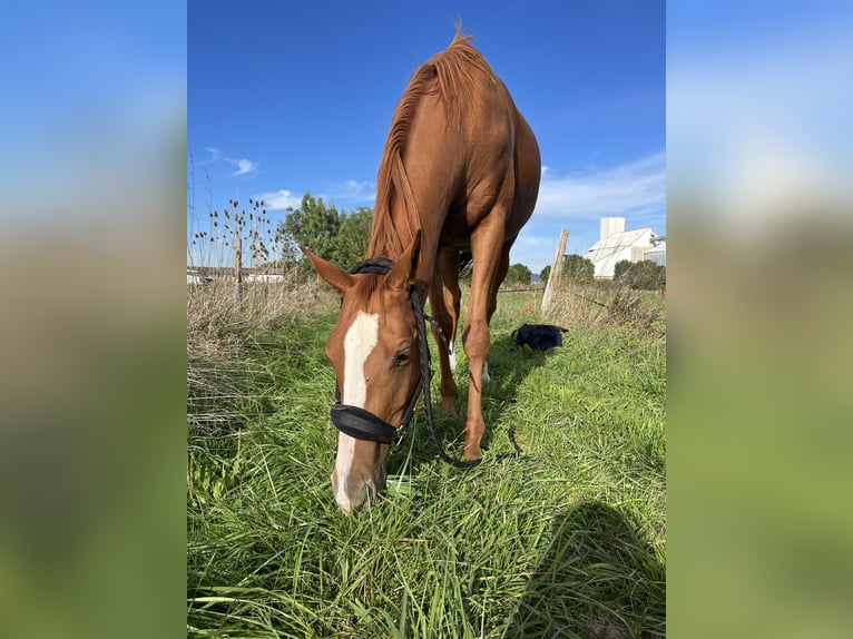 Purosangue inglese Giumenta 4 Anni 160 cm Sauro in La Rochelle