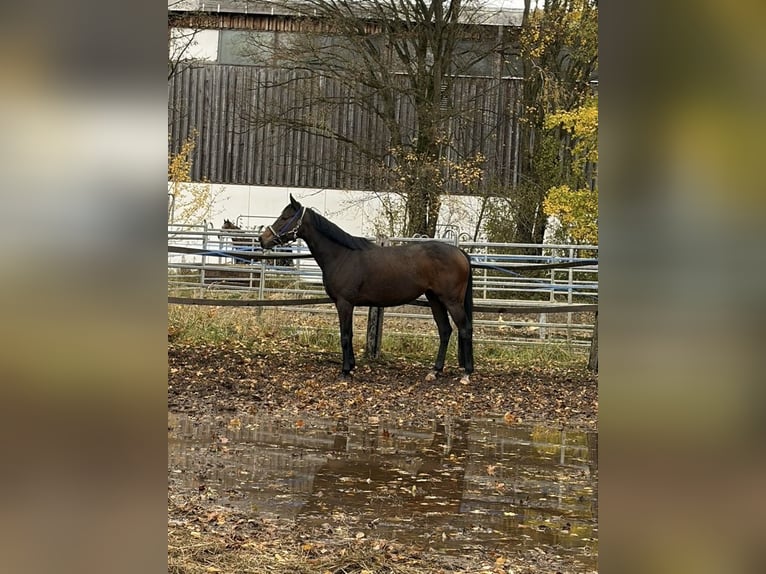 Purosangue inglese Giumenta 4 Anni 162 cm Baio in M&#xFC;nchen