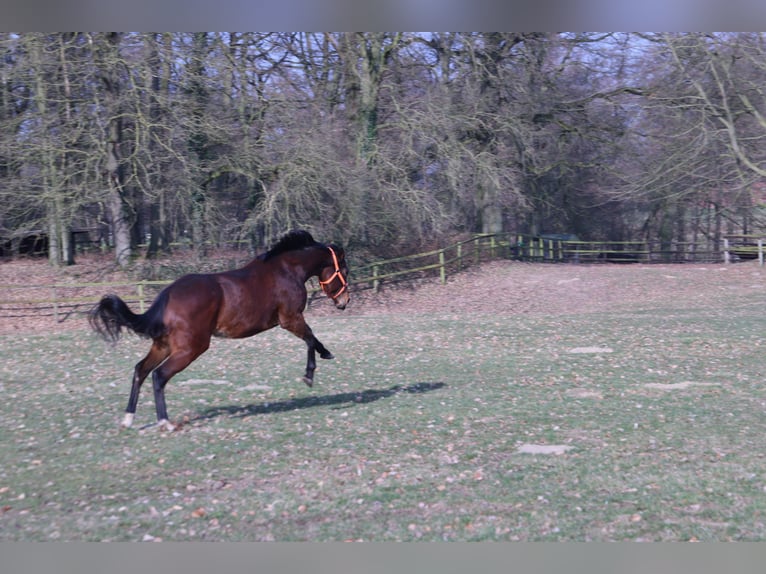 Purosangue inglese Giumenta 4 Anni 162 cm Baio in Colnrade