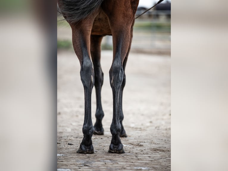 Purosangue inglese Giumenta 4 Anni 163 cm Baio in Mittenwalde