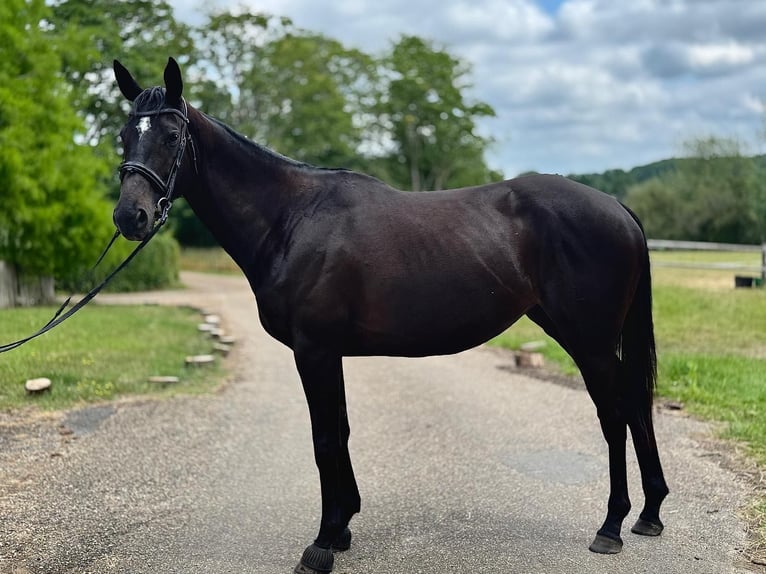 Purosangue inglese Giumenta 4 Anni 163 cm Baio scuro in Essex