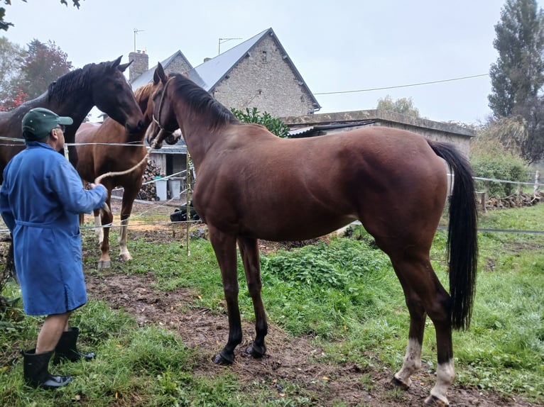 Purosangue inglese Giumenta 4 Anni 165 cm Baio in LE LUOT