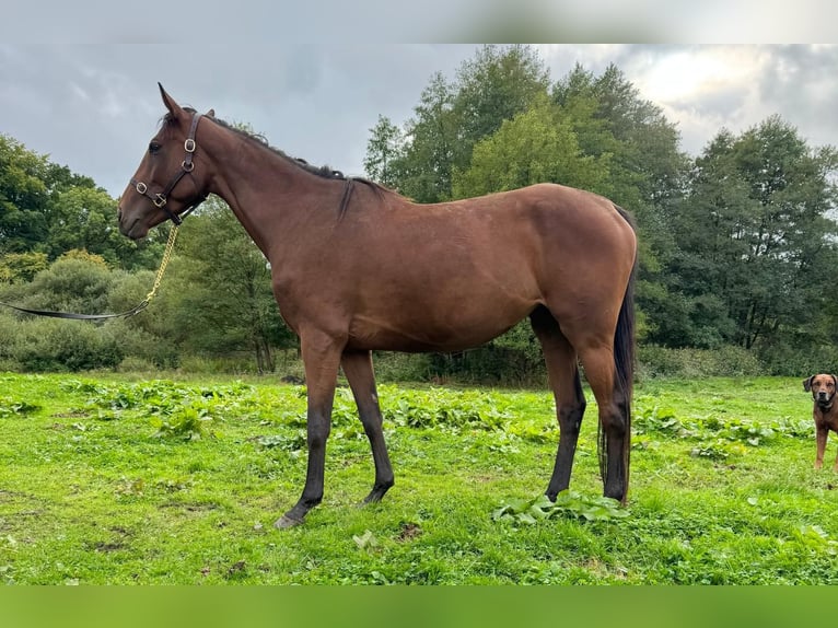Purosangue inglese Giumenta 4 Anni 165 cm Baio in Hamburg Lemsahl-Mellingstedt