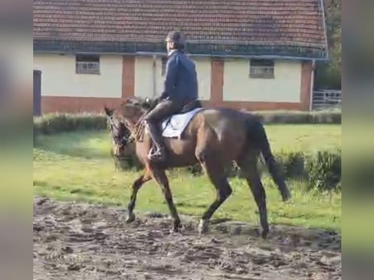 Purosangue inglese Giumenta 4 Anni 167 cm Baio in Neuenhagen
