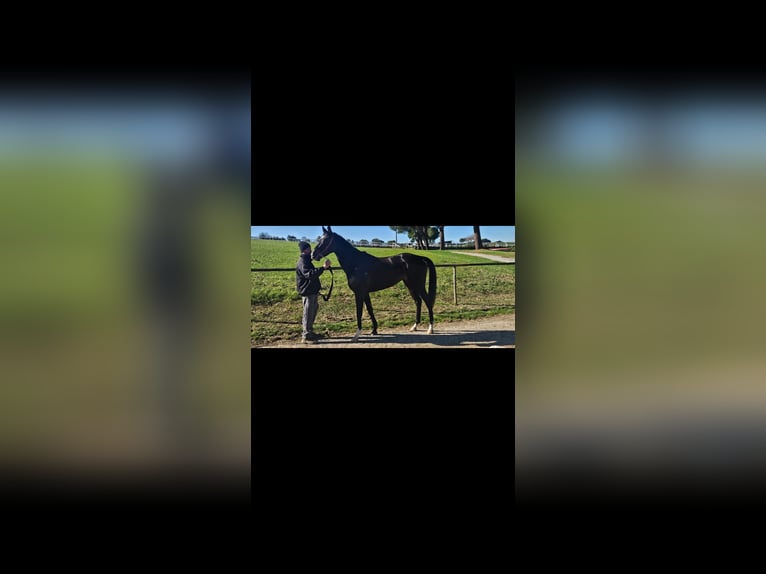 Purosangue inglese Giumenta 4 Anni 168 cm Baio nero in Bornato