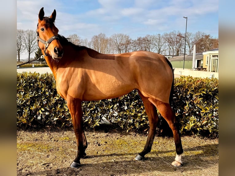 Purosangue inglese Giumenta 4 Anni 171 cm Baio in Renswoude