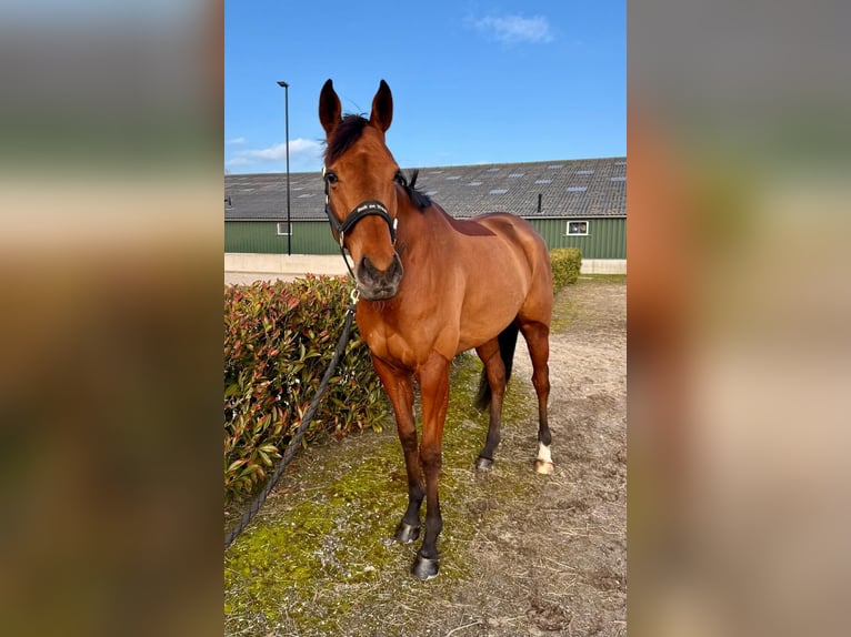 Purosangue inglese Giumenta 4 Anni 171 cm Baio in Renswoude