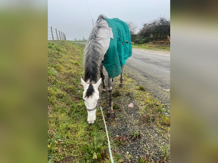 Purosangue inglese Giumenta 4 Anni Grigio rossastro in Ecuille