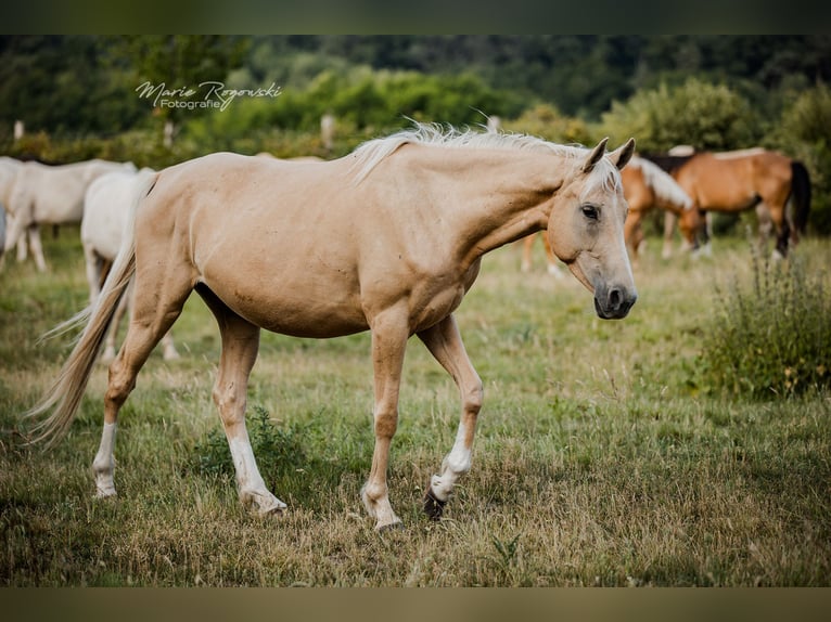 Purosangue inglese Giumenta 5 Anni 151 cm Palomino in Beaumont-Pied-de-Buf