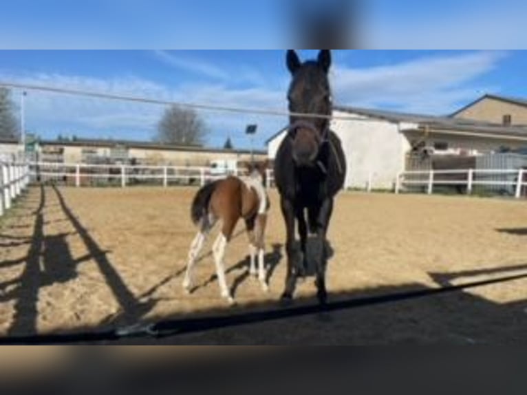Purosangue inglese Giumenta 5 Anni 159 cm Sauro scuro in R&#xF6;tha