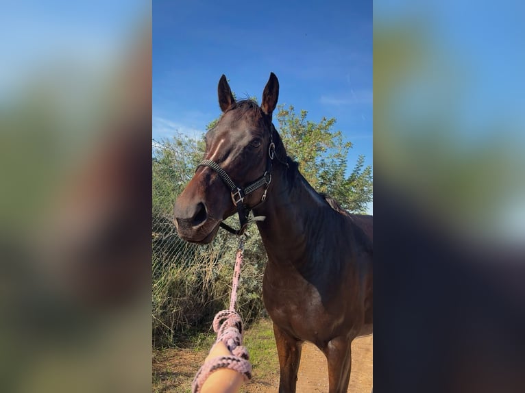 Purosangue inglese Giumenta 5 Anni 160 cm Baio scuro in Valencia