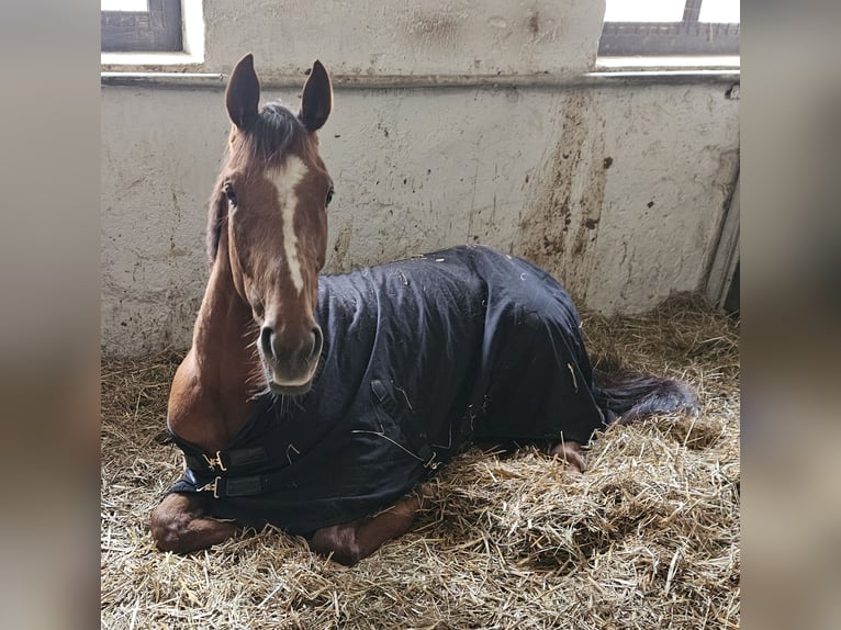 Purosangue inglese Giumenta 5 Anni 160 cm Sauro in Kirchberg-Thening