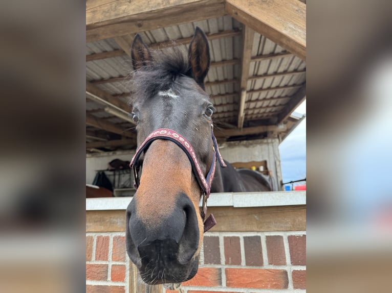 Purosangue inglese Giumenta 5 Anni 162 cm Baio in Schwedt/Oder