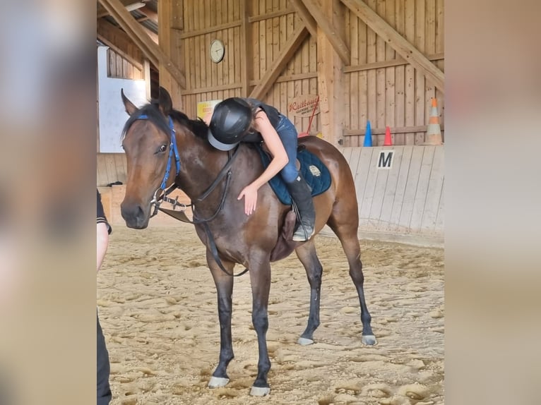 Purosangue inglese Giumenta 5 Anni 162 cm Baio scuro in Haidershofen