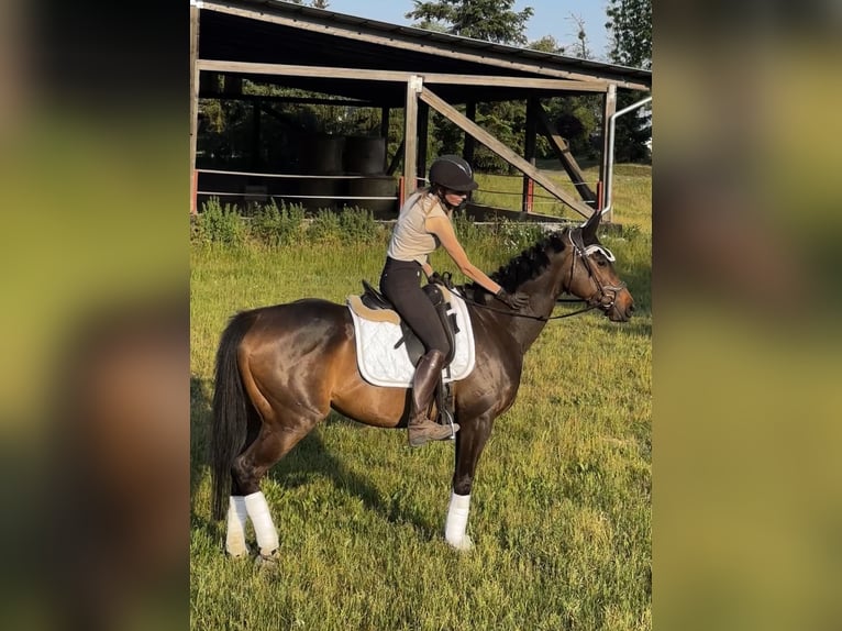 Purosangue inglese Giumenta 5 Anni 163 cm Baio in Berlin