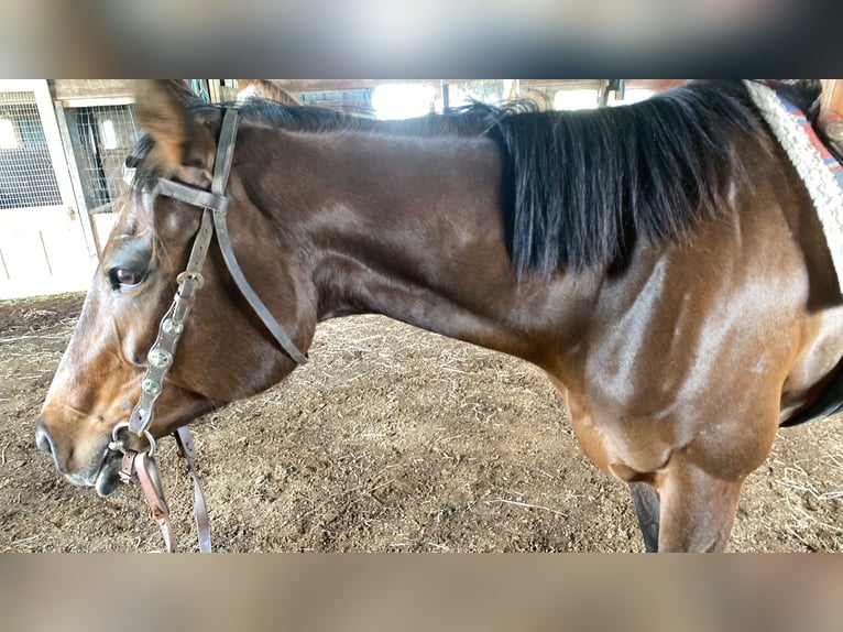 Purosangue inglese Giumenta 5 Anni 163 cm Baio scuro in Grover Hill