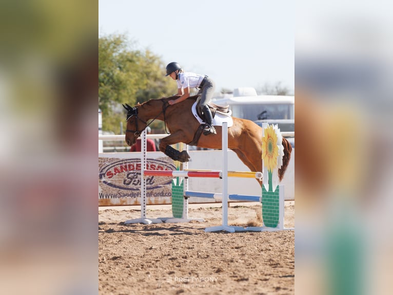 Purosangue inglese Giumenta 5 Anni 163 cm Sauro scuro in Arizona