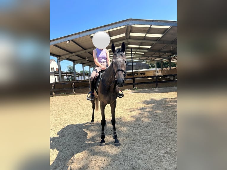 Purosangue inglese Giumenta 5 Anni 164 cm Grigio in SAMMERON