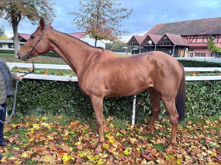 Purosangue inglese Giumenta 5 Anni 164 cm Sauro in Schweighofen