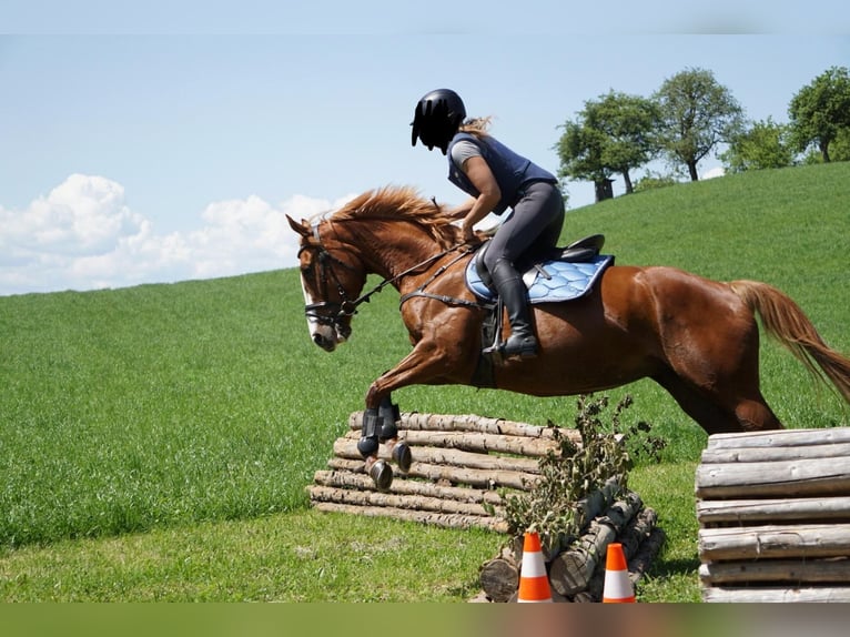 Purosangue inglese Giumenta 5 Anni 164 cm Sauro in EugenbachEugendorf