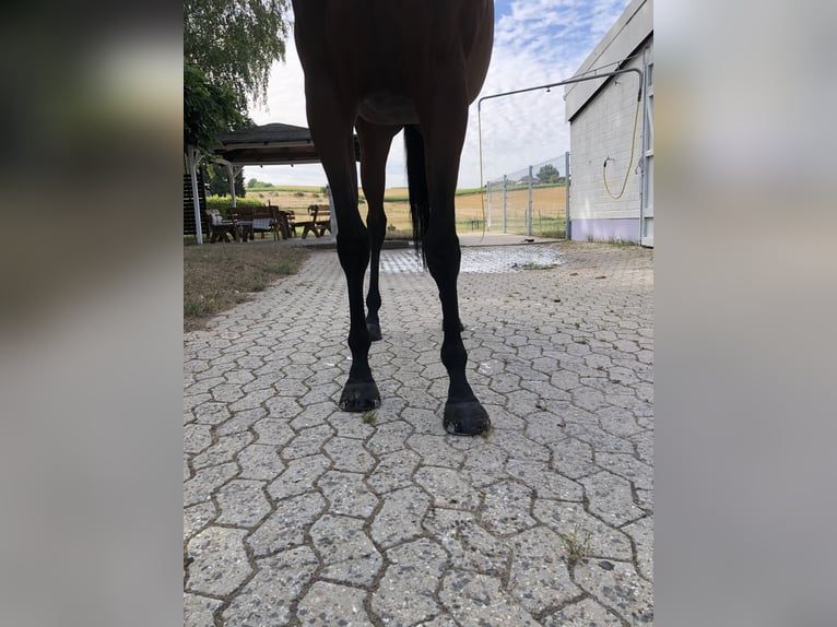 Purosangue inglese Giumenta 5 Anni 165 cm Baio in Bebra