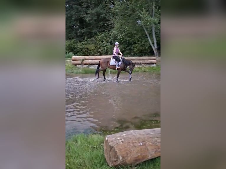 Purosangue inglese Giumenta 5 Anni 165 cm Baio in Bebra