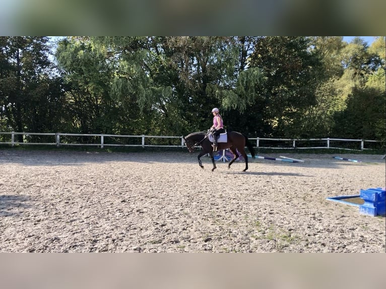 Purosangue inglese Giumenta 5 Anni 165 cm Baio in Bebra