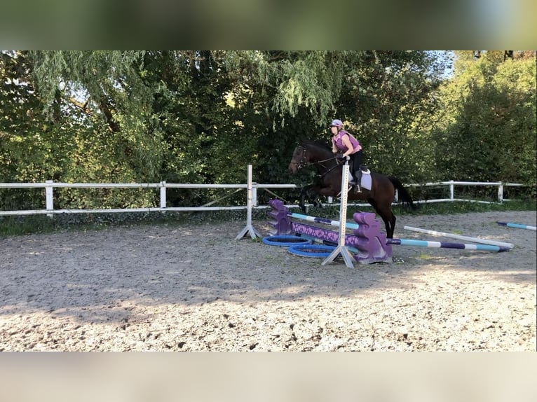 Purosangue inglese Giumenta 5 Anni 165 cm Baio in Bebra
