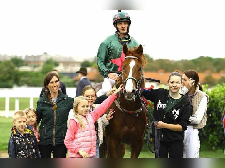 Purosangue inglese Giumenta 5 Anni 165 cm Sauro scuro in KAKUCS