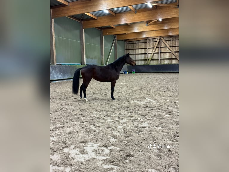 Purosangue inglese Giumenta 5 Anni 172 cm Baio in Saint-Cast-le-Guildo