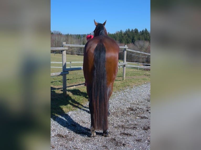 Purosangue inglese Giumenta 5 Anni 172 cm Baio in Scharnstein