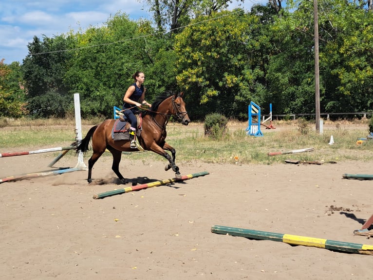 Purosangue inglese Giumenta 5 Anni Baio in Dunakeszi