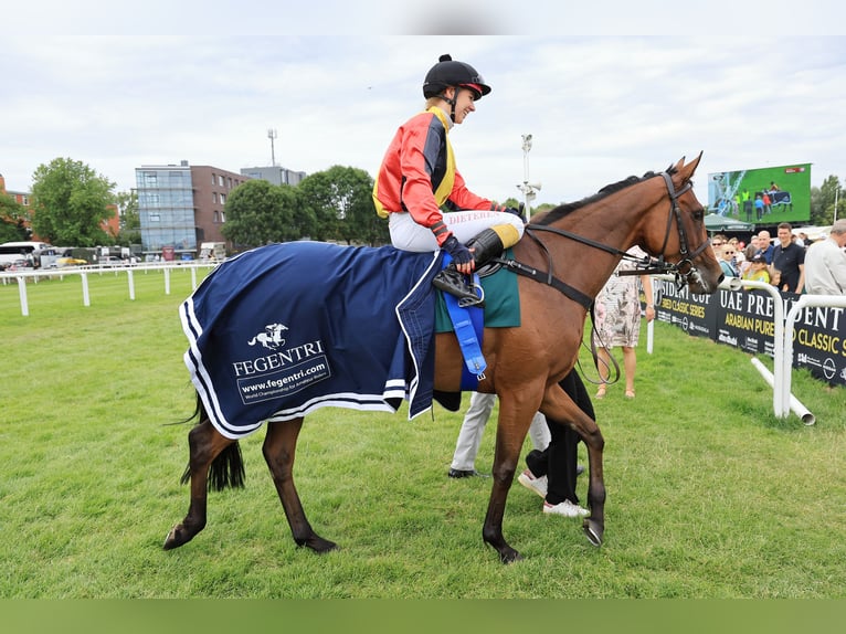 Purosangue inglese Giumenta 5 Anni Baio in Lengerich