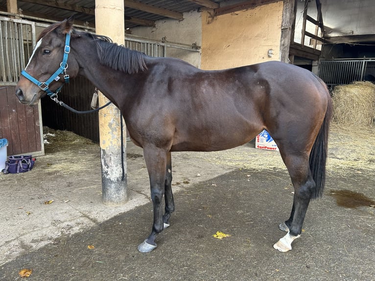 Purosangue inglese Giumenta 6 Anni 151 cm Baio ciliegia in Quirnbach