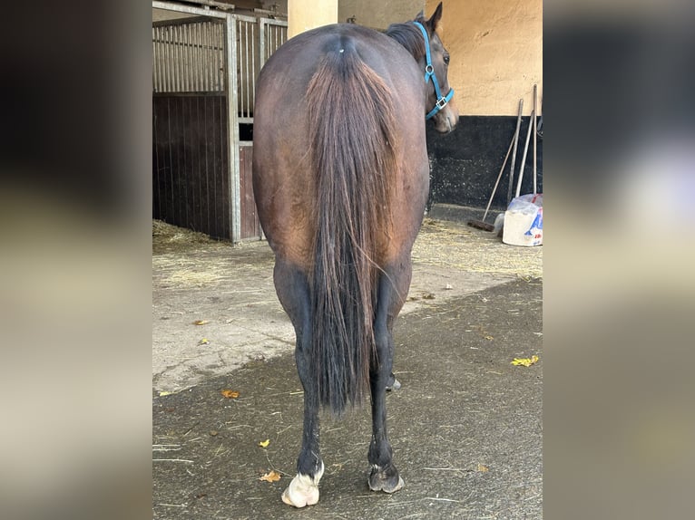 Purosangue inglese Giumenta 6 Anni 151 cm Baio ciliegia in Quirnbach