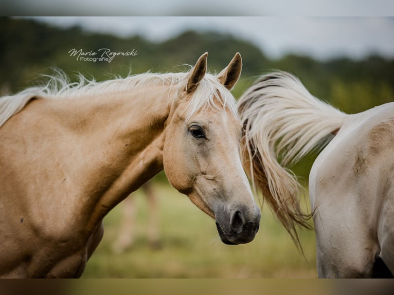 Purosangue inglese Giumenta 6 Anni 151 cm Palomino in Beaumont-Pied-de-Buf