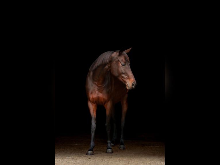 Purosangue inglese Giumenta 6 Anni 153 cm Baio in Bad Wimpfen Purosangue inglese Giumenta 6 Anni 153 cm Baio in Bad Wimpfen