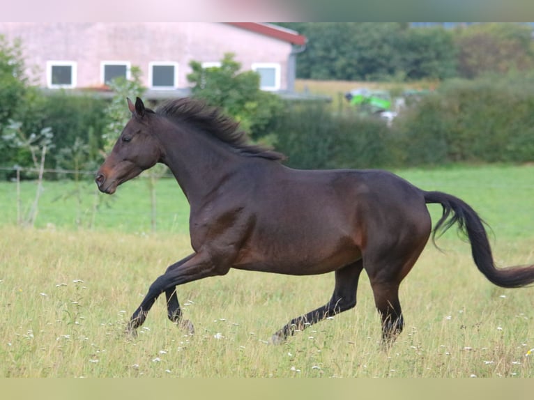 Purosangue inglese Giumenta 6 Anni 153 cm Baio in Bad Wimpfen Purosangue inglese Giumenta 6 Anni 153 cm Baio in Bad Wimpfen
