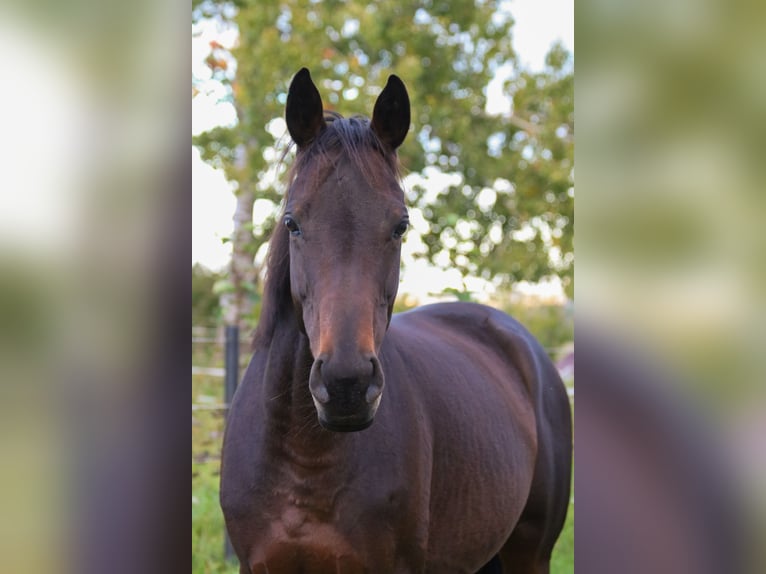 Purosangue inglese Giumenta 6 Anni 153 cm Baio in Bad Wimpfen Purosangue inglese Giumenta 6 Anni 153 cm Baio in Bad Wimpfen