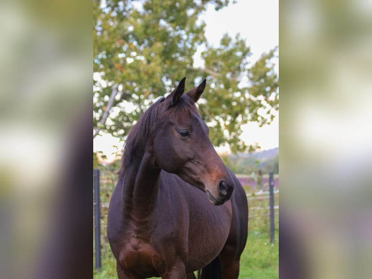 Purosangue inglese Giumenta 6 Anni 153 cm Baio in Bad Wimpfen Purosangue inglese Giumenta 6 Anni 153 cm Baio in Bad Wimpfen